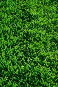 Gras im Garten